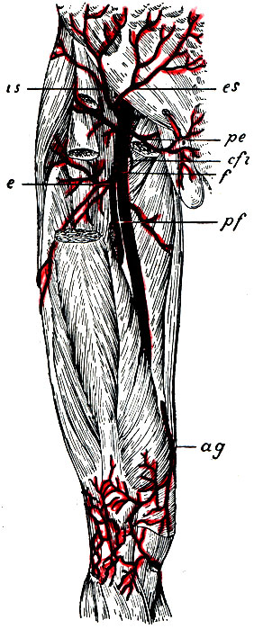 . 30.   . f - a. cruralis s. femoralis; es - a. epigastrica superf icialis; is - a. circumflexa ilium superficial; pe - aa. pudendae externae (  ); cfi - a. circumflexa femoris interna (    a. femoralis); pf - a. profunda femoris; e - a. circumflexa femoris externa; ag - a. articulationis genu superficialis