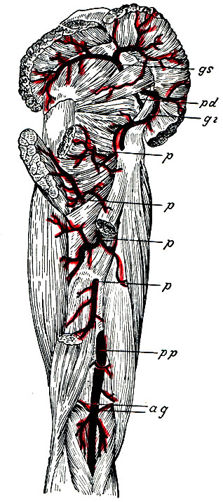 . 31.       . gs - a. glutaea superior; pd - a. pudenda communis; gi - a. glutaea inferior; p, p, p, p - aa. perforantes; pp - a. poplitea; ag - aa. articulationis genu superiores