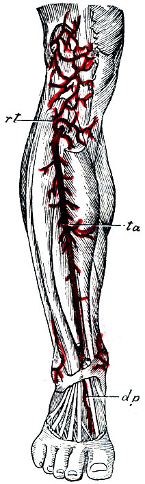 . 32.   . ta - a. tibialis antica; rt - . recurrens tibialis; dp - a. dorsalis pedis