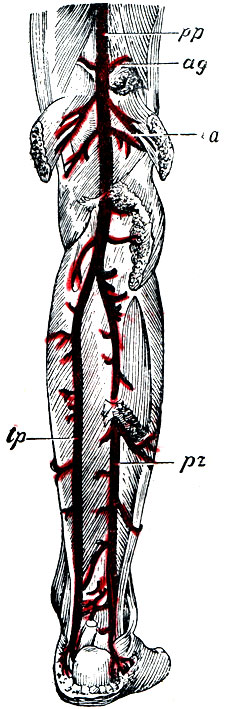 . 33.     . pp - a. poplitea; ag - aa. articulationis genu superiores; a - aa. articulationis genu inferiore; tp - a. tibialis postica; pr - a. peronea