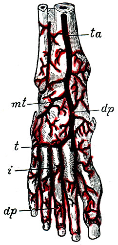 . 34.   . ta - a. tibialis antica; dp - a. dorsalis pedis; mt - a. tarsea; t - a. metatarsea; i - aa. interosseae dorsales; dp - aa. digitales