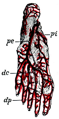 . 35.   . pe - a. plantaris externa; pi - a. plantaris interna; dp - aa. digitalis communes; dc - aa. interosseae plantares