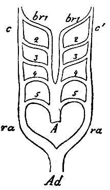 . 37.          .  - aorta ascendens     ; br 1, 2, 3, 4, 5 - aa. branchiales ( ); ,  -  ,   ; ra, ra -   ; Ad - aorta descendens