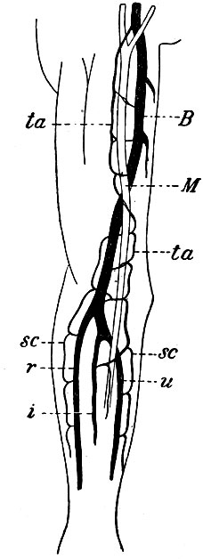 . 44.         .  - a. brachialis; u - . ulnaris; r - a. radialis; i - a. interossea; M - n. medianus; ta, ta -  ,    ; sc, sc -      