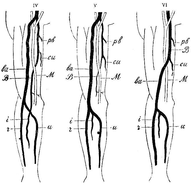 . 46. IV -      (),         - i; ba -  ,   ,       aa. ulnaris (u)  radialis (r). V -      (B),             ; ba -  ,    ; VI -     .  a. brachialis       (  a. collateralis ulnaris superioris - cu).            - ba,     .    ,   . 45