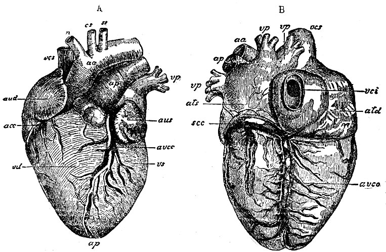. 47.  -    : avcc -   . coronaria cordis sinistrae    .  -    : avc -        vena cordis media; scc - sinus coronarius cordis