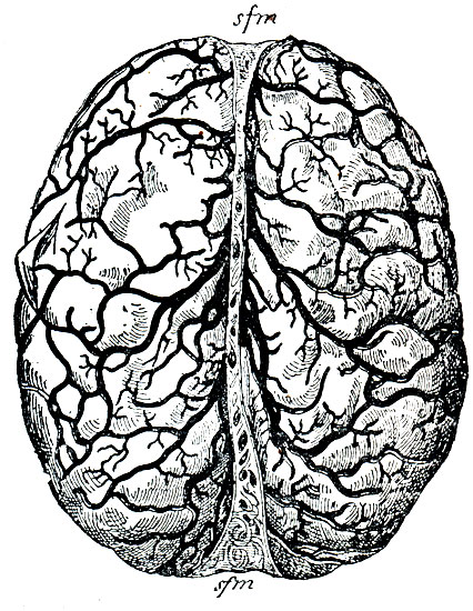 . 48.    ;      ,   sinus falciformis major (sfm).      ,         