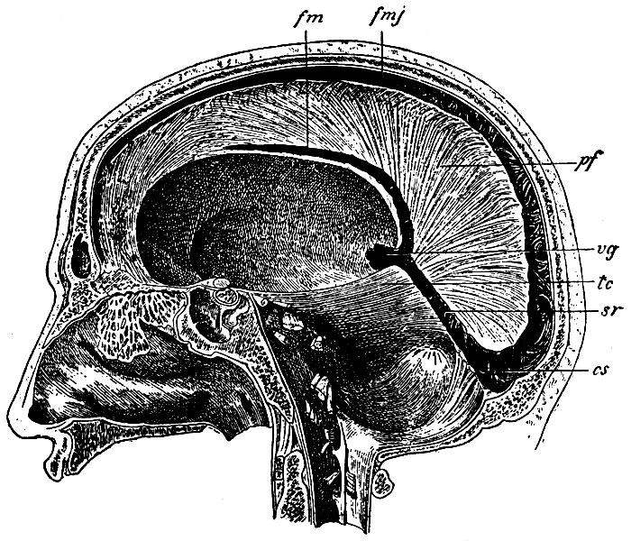 . 49.   . f -      ; tc -  ; fmj - sinus falciformis major; fm - sinus falciformis minor; vg - v. magna Galeni; sr - sinus rectus; cs - confluens sinuum