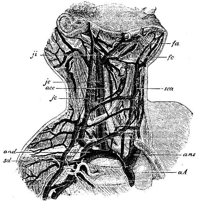 . 51.     . fi - v. jugularis interna; fa - v. facialis anterior, fc - v. facialis cojnmunis; jc - v. jugularis communis; acc - a. carotis communis; je - v. jugularis externa; sca - y. jugularis anterior (s. subcut. colli ant.); and - v. anonyma dextra; sd - v. subelavia dextra; ans - v. anonyma sinistra; aA - arcus aortae