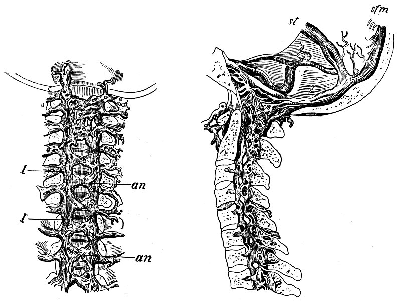 . 52.  -    : an, an -   ; l, l -    .  -             : sfm - sinus falciformis major; st - sinus transversus