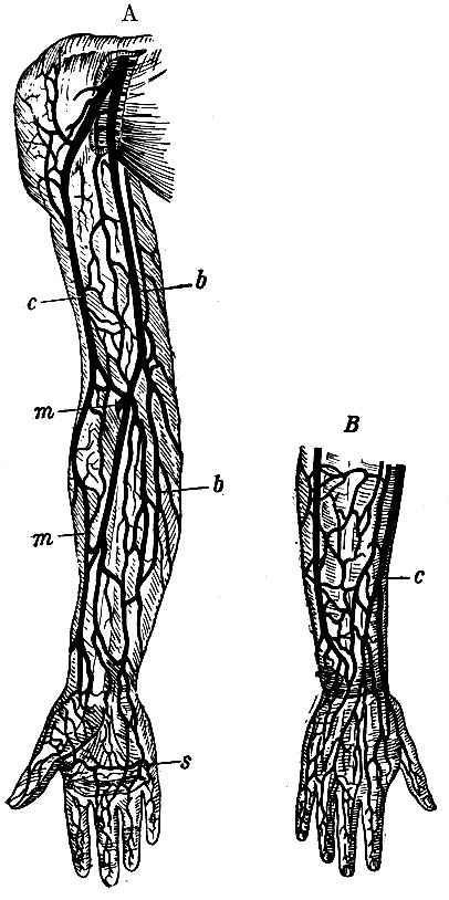 . 54.    .  -  ;  - ; s -     ; b - vena basilica;  - v. cephalica; m - v. mediana