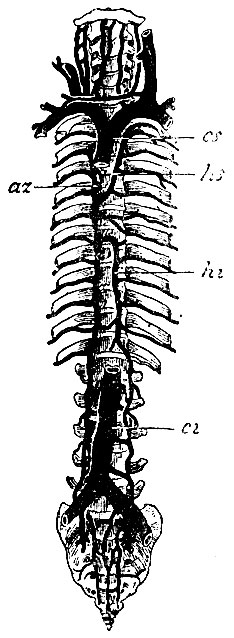 . 55. az - vena azygos; hs - vena hemiazygos superior; hi - vena hemiazygos inferior; cs - v. cava superior; ci - v. cava inferior