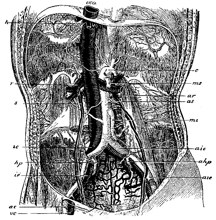 . 56. vca -   ()  ; h - venae hepaticae; r - v. renalis; s - vv. spermaticae; ic - v. iliaca communis; ie - v. iliaca externa; vc - v. cruralis; c - a. coeliaca; ms - a. mesenterica superior; ar - a. renalis; as - a. spermatica; mi - a. mesenterica inferior; aic - a. iliaca communis; ahp - a. hypogastriea; aie - a. iliaca externa; ac - a. cruralis