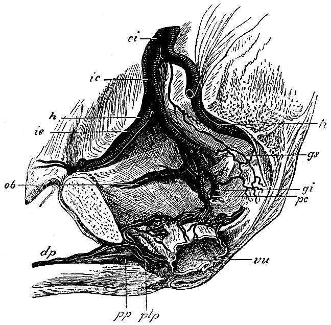 . 58.   . ci - v. cava inferior; ic - v. iliaca communis; ie - v. iliaca externa; h, h - vv. hypogastricae; gs - v. glutaea superior; gi - v. glutaea inferior; pc - v. pudenda communis; dp - v. dorsalis penis; pp - v. profunda penis; plp - plexus pudendalis; vu -       