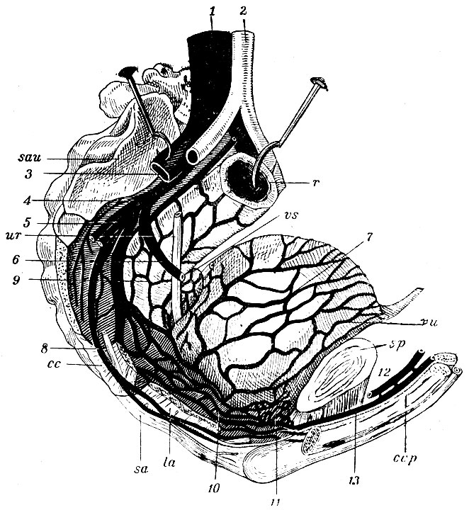 . 59.   .    . sau -    ; ur - ; cc - m. coccygeals (); la -  m. levatoris ani; sa - m. sphincter ani; ccp -   penis; sp -     ; vu -  ; vs -  ; r -  ; 1 - v. cava ascendens, 2 - aorta; 3 - v. iliaca communis; 4 - v. hypogastrica; 5 - vv. glutaea (); 6 - v. obturatoria (); 7 - plexus vesicalis; 8 - v. pudenda communis; 9 - plexus haemorrhoidalis; 10 - plexus prostaticus; 11 - plexus pudendalis; 12 - v. dorsalis penis ;, 13 - v. dorsalis penis 