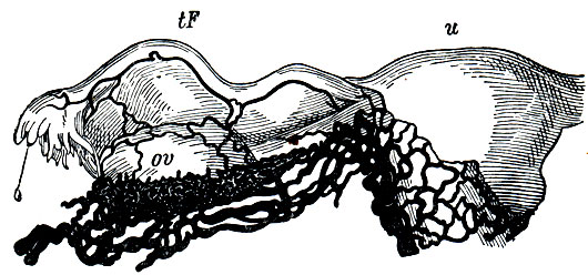 . 60. u -         (   ,   ); tF -  ; ov -     plexus spermaticus internus s. pampiniformis,     