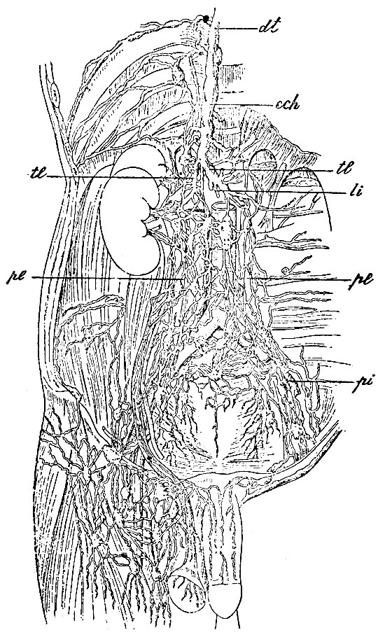 . 67.       . pi - plexus iliacus; pl, pl - plexus lumbales    ; tl, tl - trunci lumbales    ; cch - cisterna chyli; dt - ductus thoracicus