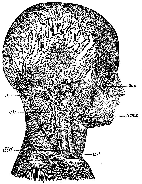 . 68.       . sau - glandulae subauriculares; smx - glandulae submaxftlares; j - gl. occipitales; cp - glandulae cervicales profundae; av - angulus venosus dexter; dld - ductus lymphaticus dexter,     