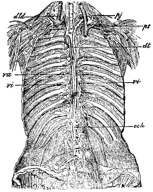 . 70. dt - ductus thoracicus; cch - cisterna chyli; dtd - ductus lymphaticus dexter; vi, vi - yasa intercostalia; pj - vas efferens plexus jugularis; ps - vas efferens plexus subclavii; va -  azygos