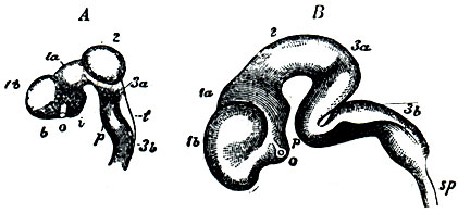 . 72.  -    (  ) .  -      ( Michalkowics). 1 - prosencephalon; 1a - diencephalon; 2 - mesencephalon; 3 - epencephalon; 3b - metencephalon p -    ; t -   membrana tectoria  IV ; o -  ; sp -  