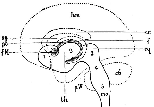 . 75. ,          ( ).        .        .  1, 2, 3, 4, 5     .     ,   : hm - ; th -  ; cq - ; mo -  , cl - , pW -  , fM -  ; pl -         ; f - ; cc -  ; sq -  