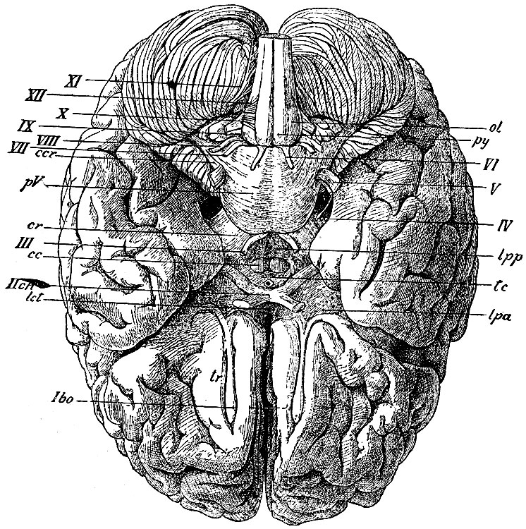 . 76.   . Ibo - bulbus olfactorius; tr - tractus olfact.; lpa - lamina perforata anterior; lct - lamina cinerea terminalis; IIch - chiasma n. opticorum; tc - tuber cinereum       (  ); cc - corpora candicantia; lpp - lamina perforata posterior; cr - crura cerebri; III - n. oculomotorius; IV - n. trochlearis; pV - pons Varolii; V - n. trigeminus; ccr - crus cerebelli ad pontem; VI - n. abducens; VII - n. facialis; VIII - n. acusticus; py -   ; ol - ; IX - n. glosso-pharyngeus; X - n. vagus; XI - n. accessorius Willisii; XII -  n. hypoglossi