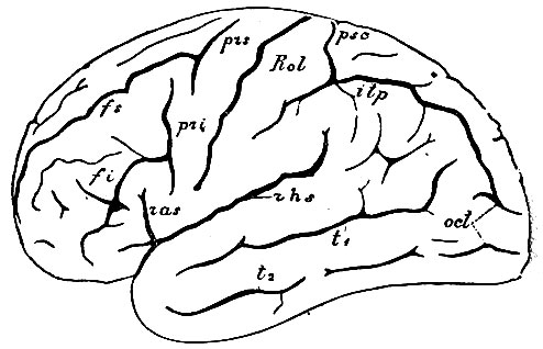 . 77. rhs - ramus horizont. fiss. Sylvii; ras - ramus ascend, fiss. Sylvii; prs - fiss. praecentralis superior; pri - fiss. praecentralis inferior; fs - fiss. frontalis superior: fi - fiss. frontalis inferior; Rol - fiss. Rolandi; psc - fiss postcentralis; itp - fiss. interparietalis; oct - tf. occipitales; t1 - fiss. temporalis prima; t2 - f. temporalis secunda