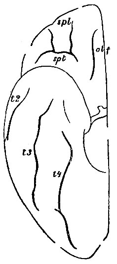 . 78. olf - fiss. olfactoria; spt - fiss. supraorbitalis transversa; spl - fiss. supraorbitals longitudinales; t3 - fiss. temporalis tertia; t4 - fiss. temporalis quarta