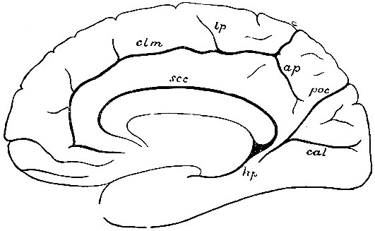 . 79. scc - sulcus corporis callosi; hp - fiss. hyppocampi; clm - fiss. calloso-marginalis; poc - fiss. parieto-occipitalis; cal - fiss. calcarina; ap - fiss. arcuata praecunei; lp - sulcus lobuli paracentralis