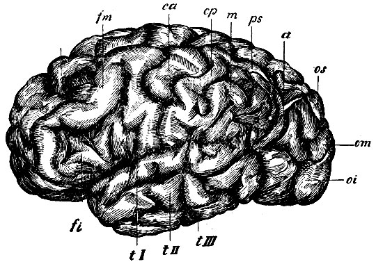 . 80.    , s - gyrus frontalis super.; fm - gyrus frontalis medius; fi - gyrus front, inferior; ca - gyr. centralis anterior; cp - gyrus centralis posterior; m - gyrus marginalis lobuli parietalis inferioris; a - gyrus angularis   ; ps - gyrus s. lobulus parietalis superior, os - gyrus occipitalis super.; om - gyrus occipit. medius; oi - gyrus occipitalis infer., tI - gyrustemporalis primus; tII - gyrus temporalis secundus; tIII - gyr. temporalis tertius