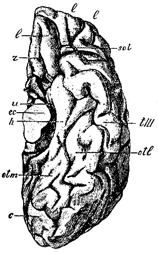 . 81.    . r - gyrus rectus; sol - gyr. supraorbitalis transversus; l, l, l - gyrus supraorbital longitudinales ( ,        fiss. longitu dinales); otm - gyrus occipitotemporal medialis; h -    ,  gyrus hyppocampi; u - uncus () -   gyri hyppocampi; otl - gyrus occipito-temporalis lateralis,      ,   sulcus occipitotemporalis lateralis     gyrus occipito-temporalis medialis ; c - cuneus  -; tIII - gyrus temporalis tertius,    ; cc -   