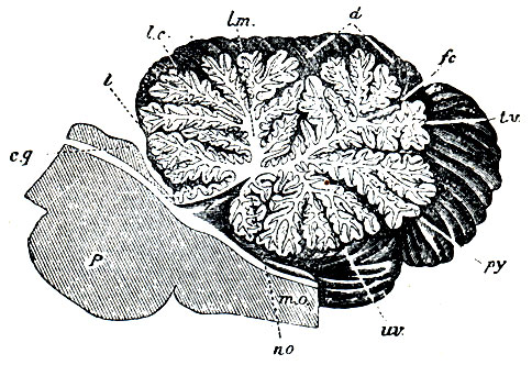 . 86.      ( ). l - lingula; lc - lobulus centralis; lm - lobulus monticuli; d - laminae transversae superiores; fc - lamina transversa media; tv - laminae transversae inferiores; py - pyramis; uv - uvula; no - nodulus; mo -  ; p -  ; cg - 