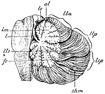 . 87.     ,   ,            . l - lingula; lc - lobulus centralis; al - alae lobuli centralis; lm - lobus montieuli; lla - lobus lunatus anterior; lts - laminae transversae superiores; llp - lobus lunatus posterior; fc - lam. transv. media; lsp - lobus superior posterior; shm - sulcus horizontalis magnus