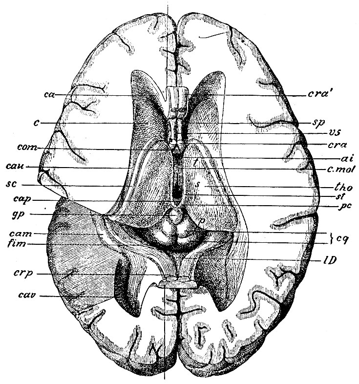 . 89.        ,     ,    :   ,     ,      ;  ,        ,   ,   V  - v5; cra, cra -    ; sp - septum pellucidum; com - commissura alba anterior.     III , ; ca -    ,     corporis caudati (c); cau - cauda corp. caudati,   cellae mediae  ; sc - stria cornea.      ,       ,  cam -  , fim - fimbria,    crp -   ;       ; lD -  .        calcar avis - cav; tho - thalamus opticus; t - tuber; s - sulcus chonoideus; p - pulvinar; st - stria medullaris  .   III ,  aditus ad infundibulmn - ai; . mol - commissura mollis; cap - commissura alba posterior; gp - glandula pinealis s. conarium; pc - pedunculi conarn.   - cq - corpus quadrigeminum