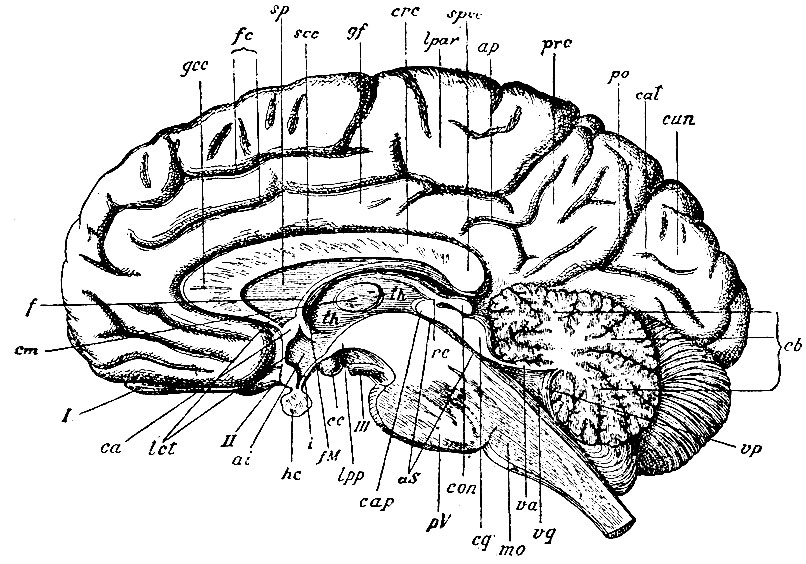 . 90.    . crc - corpus callosum; gcc - genu; spcc - splenium corp. cal.; sp - septum pellucidum; ca - commissura alba anterior; f - fornix; fM - foramen Monroi; th -   ( ,   III ); cm - commissura grisea (); ai - aditus ad infundibulum; i - infundibulum; hc - hypophysis cerebri; cc - corpus candicans  ; rc - recessus glanduiae pinealis; aS - aquaeductus cerebri (Sylvii); con - conariums. glandulapinealis; cg - corpusquadrigeminum; va -    (velum medull. ant.); vg -  ; vp -    ( ,             ); cb -   ; lpp -  laminae perforatae postarioris; pv -   ; mo -   ; scc - sulcus corporis callosi; fc - fiss. calloso-marginalis 2- ; ap - fiss. arcuata praecunei; po - fiss. parieto-occipitalis; cal - fiss. calcarina; gf - gyrus fornicatus; lpar - lobulus paracentralis; prc - praecuneus; cun - ctineus