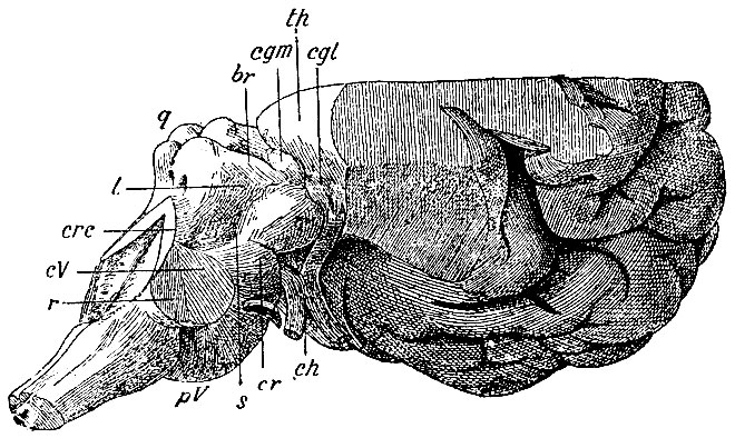 . 91.      ( ,    - crc, cV, r)       (     ).    ,       (th), ,      ,  . pV - pons Varolii; cV - crus cerebelli ad pontem; r - crus cerebelli ad medullam oblongatam ( ); cr - crus cerebri; th - thalamus opticus; q - corpus quadrigeminum; crc - crus cerebelli ad corp. quadrigeminum (); s - sulcus lateralis mesencephali; l - laqueus; br - brachia corporis quadrigemini (   brachia); cgm - corpus geniculatum mediale; cgl - corpus geniculatum laterale; ch - chiasma nn. opticorum