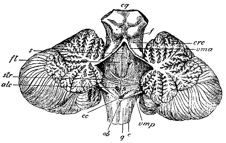 . 92.  IV ,         .    . cq - corpus quadrigeminum; vma -   ;     ; f - frenulum veli; crc -     ( ); vmp -   ,     ; ob - obex -   ,     ; s -   fossae rhomboideae; ft - funiculus teres; alc - ala cinerea; cc - ,      ; str - striae acusticae