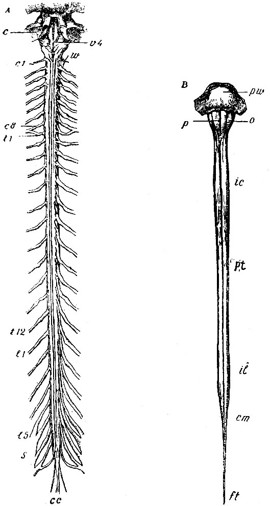 . 93.  -          . v4 -  IV  (foss a rhomboidea); c -  crura cerebelli ad pontem; c1-c8 -  ; t1-t12 -  ; l1-l5  - ; s -  ; cc - conus medullaris    ; w - nervus accessorius Willisii.  -        , pw - ; p -   ; o - ; ic - intumescentia cervicalis; pt - pars thoracica; il - intumescentia lumbalis; cm - conus medullaris; ft - filum terminale