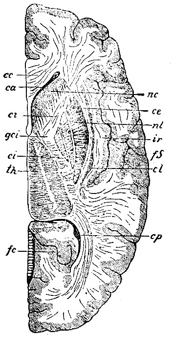 . 97.    ,        (tuber s. splenium corporis callosi). cc - corpus callosum; ca -   ; nc -  corporis caudati; th - thalamus opticus; nl - nucleus lenticularis; cl - claustrum; ir - insula Reilii; fS - fiss. Sylvii; ci, ci - capsula interna; gci - genu capsulae internae; ce - capsula externa; cp -      ; fc - fissura calcarina