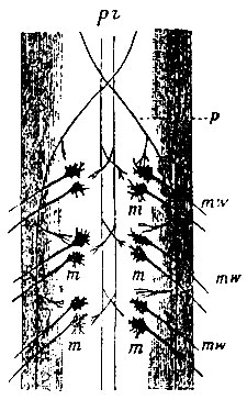 . 100. ,             . pr -    (   ); p -    (   ); m, m, m -     ; mw, mw -  ()   