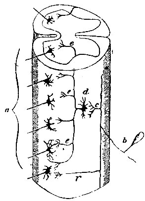 . 101. ,         (     - ). d -             (e, e, e),    ; a -        ( ); b -   ; c -    (  ); r -   (  . 99)