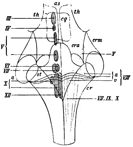 . 103.      . as -  ; th, th -  ; cq - ; cra -    (crura cerebelli ad corpus quadrigeminum): crm -    (crura cereb. ad pontem Varolii)); cr - corpora restiformia (crura cereb. ad medull. oblong.).     -    (): III -  n. oculomotorii; IV -  n. trochlearis; V -     n. trigemini; VI -  n. abducentis; VII -  n. facialis; X -     n. vagi; XII -  n. hypoglossi.     -    ( ); V -    n. trigemini; VIII -  n. acustici; a -   rami cochlearis; v -   rami vestibularis; VII, IX, X -  n. intermedii Wrisbergii, n. vagi, n. glosso-pharyngei
