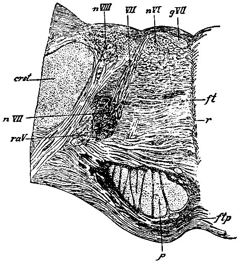 . 106.       . nVII -  n. facialis; VII -    n. facialis; gVII -  n. facialis,      ,   ; nVI -  n. abducentis; raV -     n. trigemini,  : p -  : nVIII -  n. acustici; crst - corpus restiforme