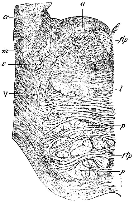 . 107. ,    . locus coeruleus IV     trigemini,    . m -   n. trigemini; s -   n. trigemini; V -  n. trigemini (        ); d -   trigemini; flp -    ,      formationis reticularis; l - lemniscus (); p -  ,     (ftp)   ; cc - corpus restiforme