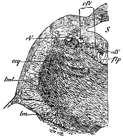. 109. ,    n. trochlearis. S - aquaeductus Sylvii; nIV -  n. throchlearis; rIV -  n. trochlearis; rV -   n. trigemini,   (    ); flp -    ; ccq -     ; lml -    (lemniscus  ); lm -   