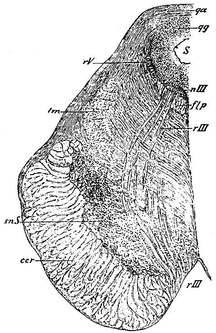 . 110.       n. oculomotorii. nIII -  oculomotorii; rIII -  oculomotorii; rV -   n. trigemini    ; snS - substantia nigra Sommeringii; ccr -  (basis)  ; flp -    ; lm - ; qg -     : qa -   ; S -  