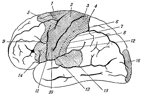 . 111.           . 1 - ; 2 - ; 3 - ; 4 - ; 5 - ; 6 - ; 7 - ; 8 -  ; 9 -    ; 10 -  ; 11 -  ; 12 -    (platysma); 13 -  ; 14 -   ; 15 -  ; 16 -   