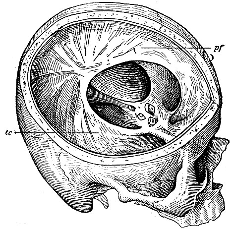 . 115.         .   durae matris,    . pf - processus falciformis; tc - tentorium cerebelli.     operculum sellae turcicae     -   