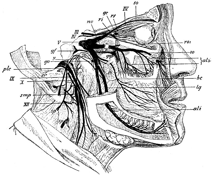 . 117. V -  n. trigemini  ganglion Gasseri; so - n. supraorbitalis ( 1-  n. trigemini); io - n. infraorbitalis  als - nn. alveoiares superiores ( 2-  n. trigemini); bc - n. buccinatorius; lg - n. lingualis; ali - n. alveolaris inferior (  3-  n. trigemini); III - n. oculomotorius,  : ri - ramus inferior; rs - ramus superior; roi - ramus m. obliqui inferioris; gc - ganglion ciliare; IV - n. trochlearis; gsp - ganglion spheno-palatinum; go - ganglion oticum; nv - n. Viclianus; gf - genu nervi facialis (    )   - chorda tympani; IX - n. glosso-pharyngeus; y - n. Jacobsonii; X - n. vagus; XII - n. hypoglossus; sp () - ramus externus n. accessorii Willisii; sp () -    ; smp -    n. sympathici; plc - plexus caroticus