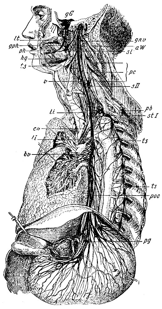 . 119.   n. vagi. gnv - ganglion nodosum vagi; s - n. laryngeus superior; v -    vagi; li, li - n. laryngeus inferior; cn - n. cardiaci vagi; bv - n. bronchiales vagi; poe - plexus oesophageus vagi; pg - plexus gastricus vagi.  , n. Sympathici: sb -     ; sII -     ; stI -   ; ts, ts -     .  : gG - ganglion Gasseri trigemini; lt - n. lingualis trigemini; gph - n. glosso-pharingeus; ph - plexus pharyngeus; hg -   n. hypoglossi; aW -   n. accessorii Willisii; pc -      ; pb -   
